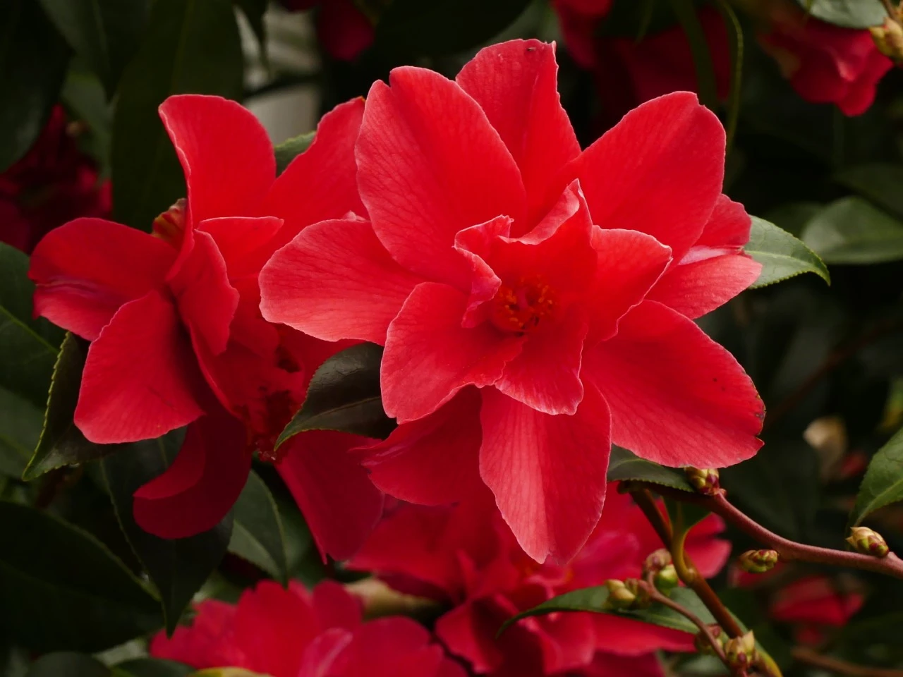 C. 'Freedom Bell'